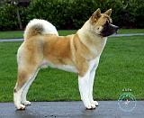 Akita 9T031D-052